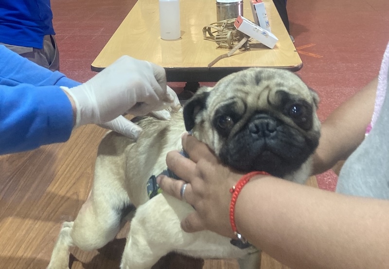 Jornada de Vacunación Gratuita para Mascotas en la Escuela